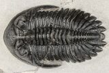 2.65" Detailed Hollardops Trilobite - Nice Eye Facets - #202953-4